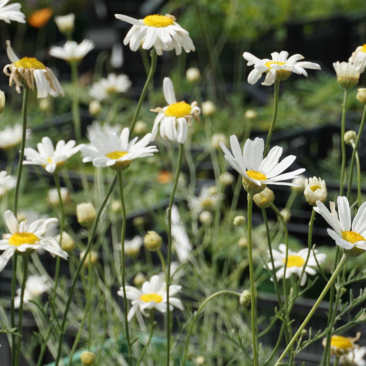 White (White scientific name) for planting in garden